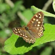 Pararge aegeria (Linnaeus, 1758) - Tircis, Argus des bois