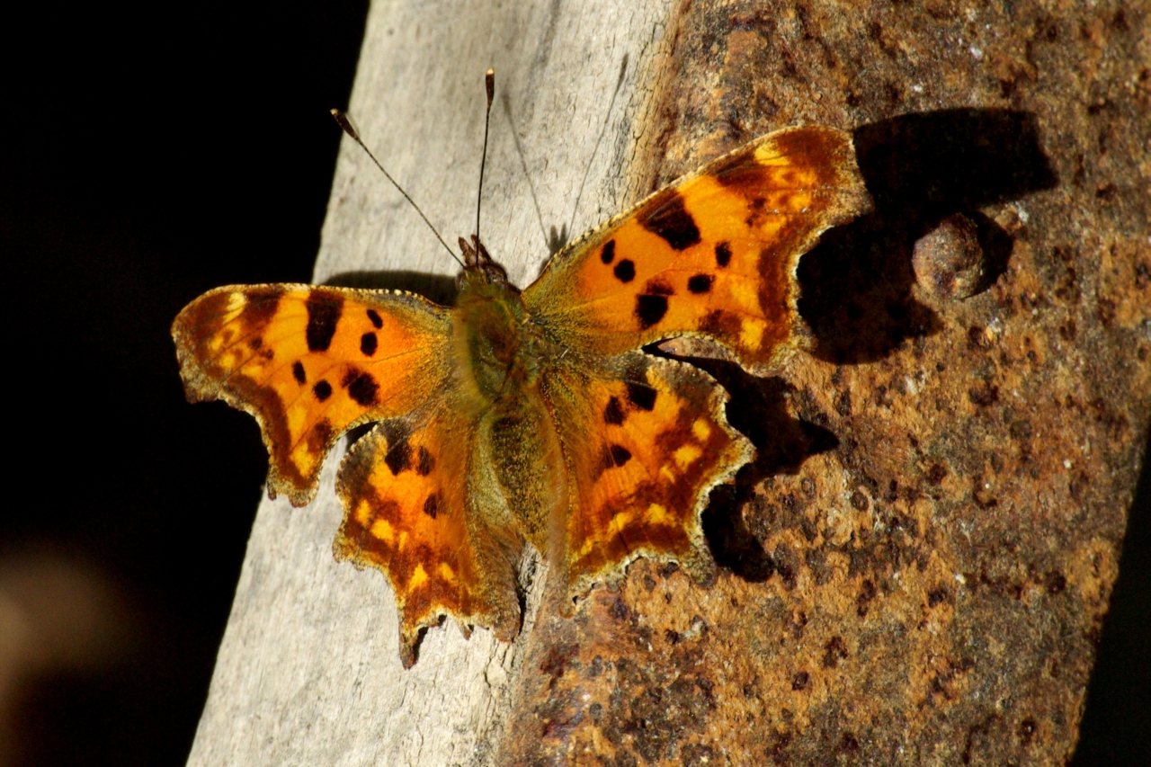 Polygonia c-album (Linnaeus, 1758) - Robert-le-diable, C-blanc, Gamma