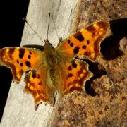 Polygonia c-album (Linnaeus, 1758) - Robert-le-diable, C-blanc, Gamma