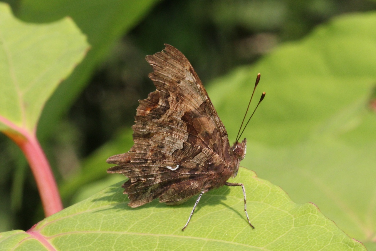 Polygonia c-album (Linnaeus, 1758) - Robert-le-diable, C-blanc, Gamma