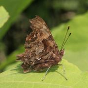 Polygonia c-album (Linnaeus, 1758) - Robert-le-diable, C-blanc, Gamma