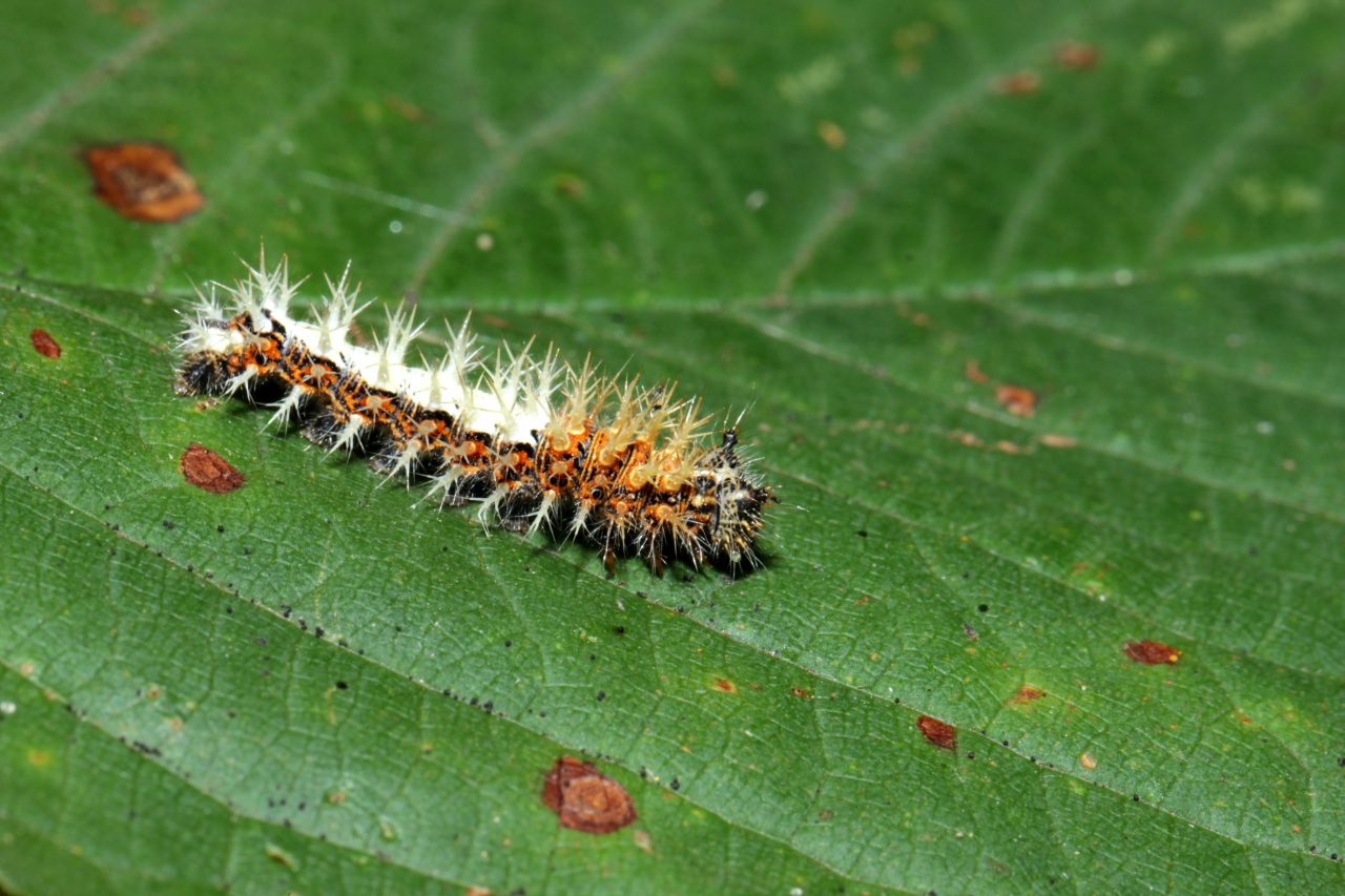 Polygonia c-album (Linnaeus, 1758) - Robert-le-diable, C-blanc, Gamma (chenille)