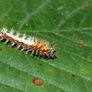 Polygonia c-album (Linnaeus, 1758) - Robert-le-diable, C-blanc, Gamma (chenille)