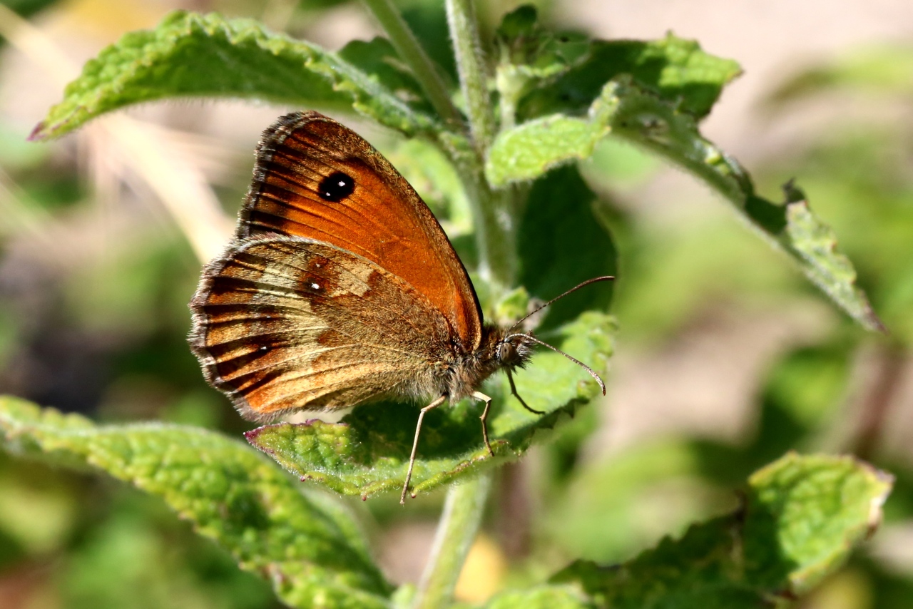 Pyronia tithonus (Linnaeus, 1771) - Amaryllis, Satyre tithon