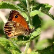 Pyronia tithonus (Linnaeus, 1771) - Amaryllis, Satyre tithon