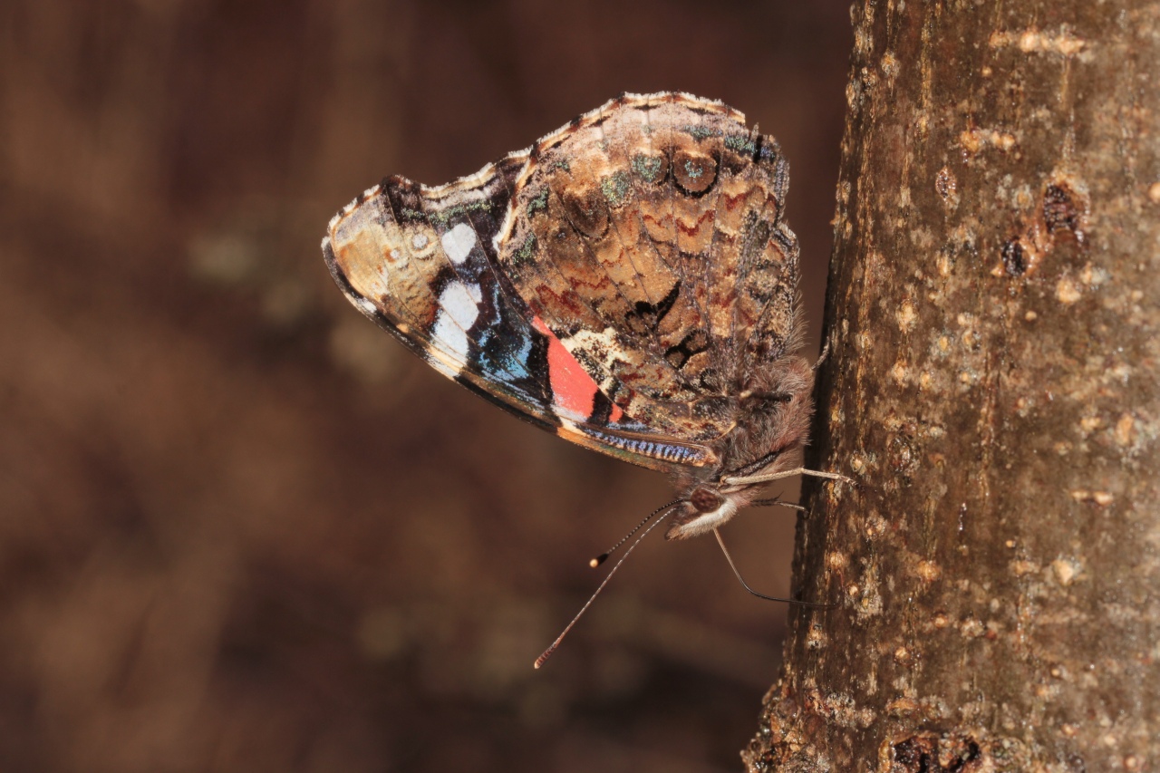 Vanessa atalanta (Linnaeus, 1758) - Vulcain, Amiral