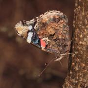 Vanessa atalanta (Linnaeus, 1758) - Vulcain, Amiral