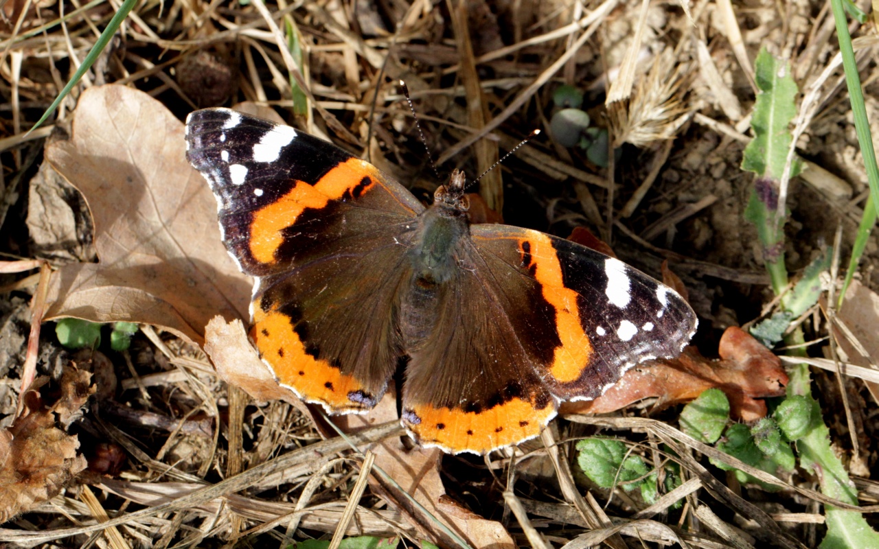 Vanessa atalanta (Linnaeus, 1758) - Vulcain, Amiral