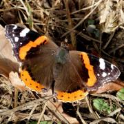 Vanessa atalanta (Linnaeus, 1758) - Vulcain, Amiral