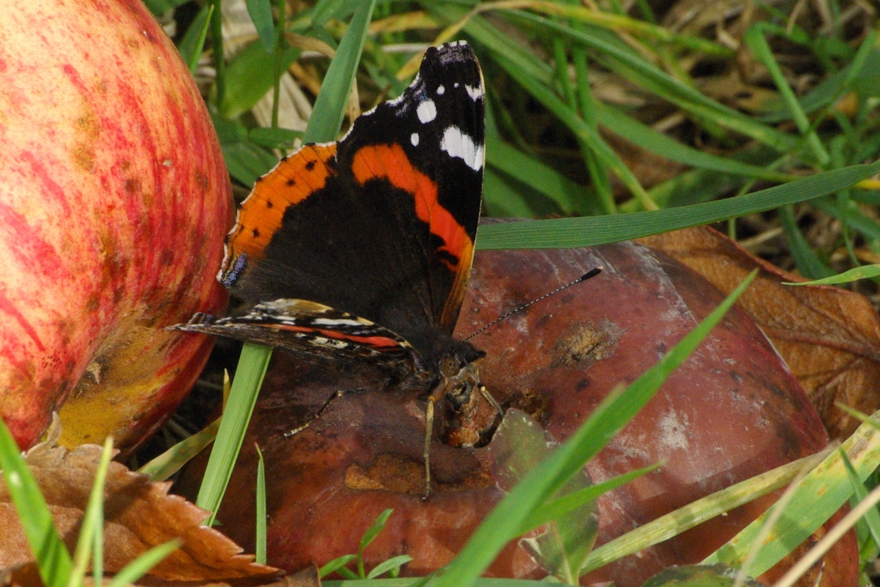 Vanessa atalanta (Linnaeus, 1758) - Vulcain, Amiral