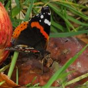 Vanessa atalanta (Linnaeus, 1758) - Vulcain, Amiral