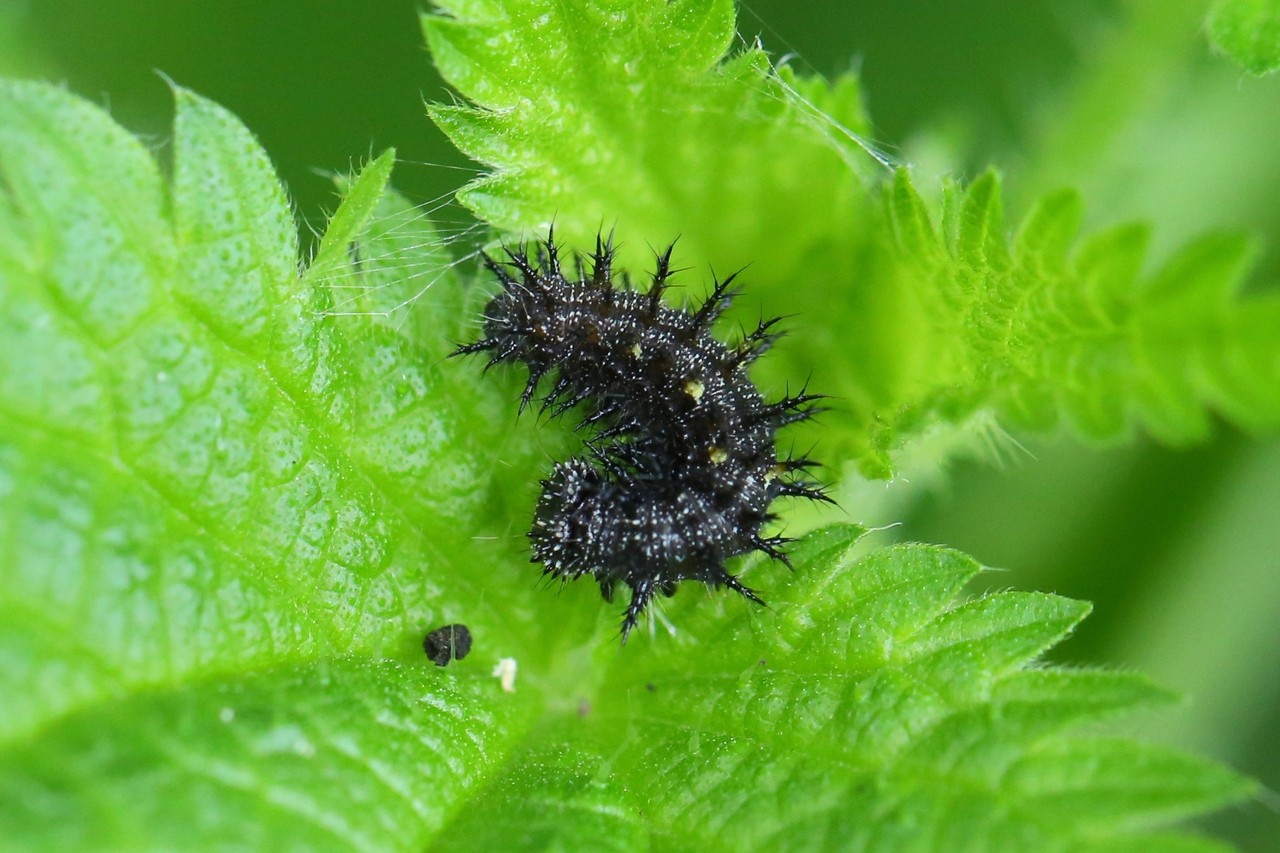 Vanessa atalanta (Linnaeus, 1758) - Vulcain, Amiral (chenille)