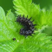 Vanessa atalanta (Linnaeus, 1758) - Vulcain, Amiral (chenille)