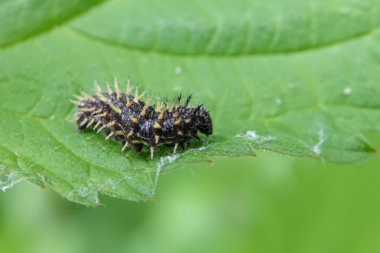 Vanessa atalanta (Linnaeus, 1758) - Vulcain, Amiral (chenille)