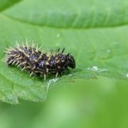 Vanessa atalanta (Linnaeus, 1758) - Vulcain, Amiral (chenille)