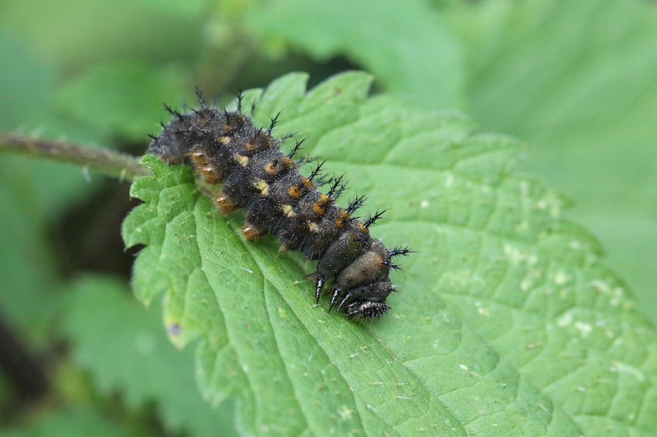 Vanessa atalanta (Linnaeus, 1758) - Vulcain, Amiral (chenille)