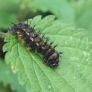 Vanessa atalanta (Linnaeus, 1758) - Vulcain, Amiral (chenille)