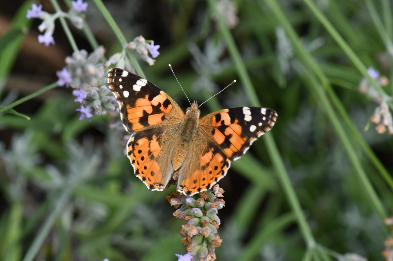 Vanessa cardui (Linnaeus, 1758) - Belle-Dame, Vanesse des Chardons 