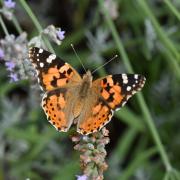 Vanessa cardui (Linnaeus, 1758) - Belle-Dame, Vanesse des Chardons 