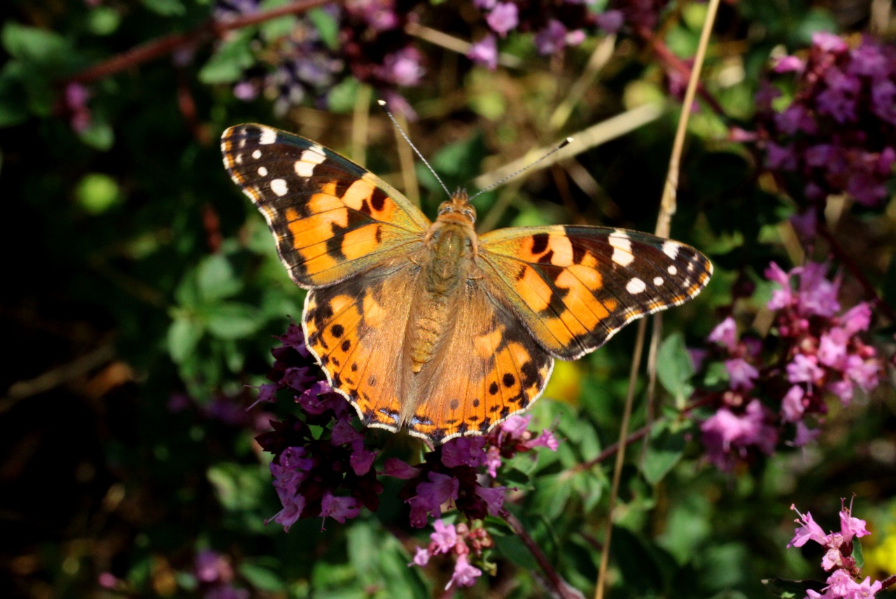 Vanessa cardui (Linnaeus, 1758) - Belle-Dame, Vanesse des Chardons 