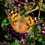 Vanessa cardui (Linnaeus, 1758) - Belle-Dame, Vanesse des Chardons 