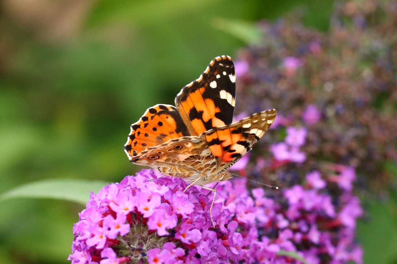 Vanessa cardui (Linnaeus, 1758) - Belle-Dame, Vanesse des Chardons 