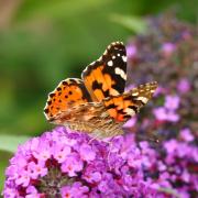 Vanessa cardui (Linnaeus, 1758) - Belle-Dame, Vanesse des Chardons 