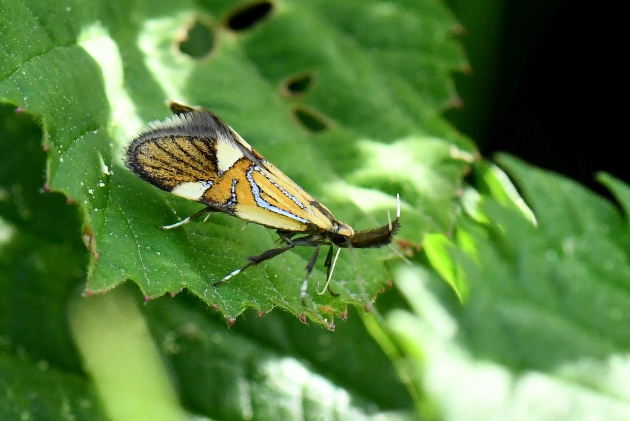 Alabonia geoffrella (Linnaeus, 1767) - Oecophore nervurée