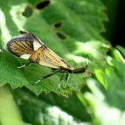 Alabonia geoffrella (Linnaeus, 1767) - Oecophore nervurée