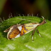 Alabonia geoffrella (Linnaeus, 1767) - Oecophore nervurée