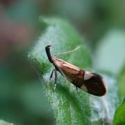 Alabonia geoffrella (Linnaeus, 1767) - Oecophore nervurée