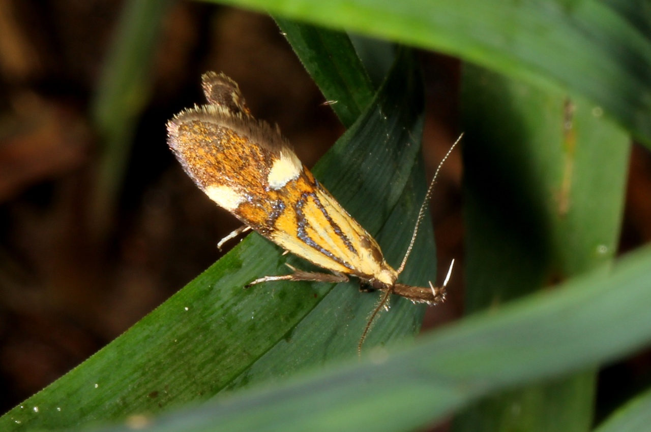 Alabonia geoffrella (Linnaeus, 1767) - Oecophore nervurée