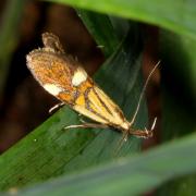 Alabonia geoffrella (Linnaeus, 1767) - Oecophore nervurée