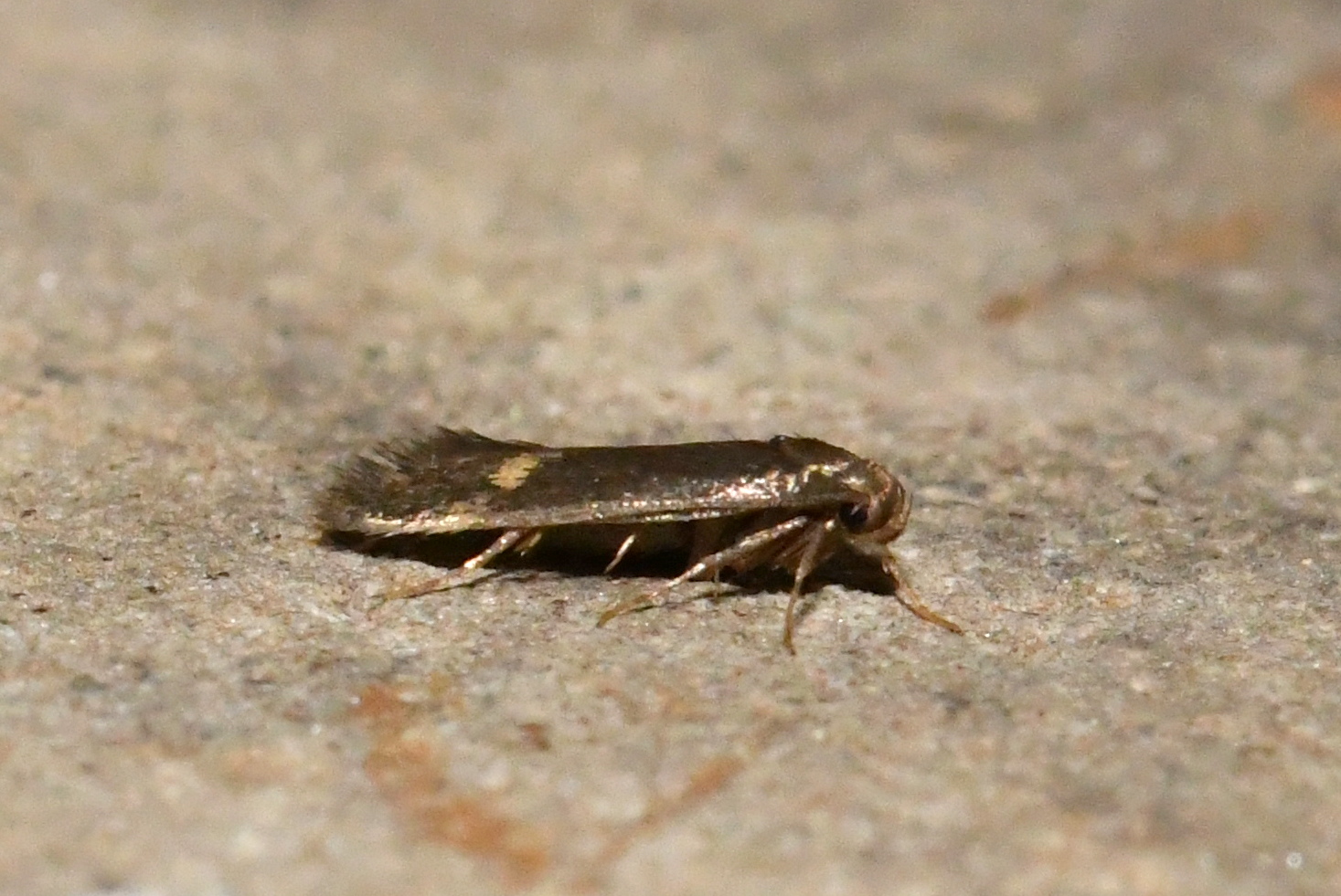 Borkhausenia minutella (Linnaeus, 1758)