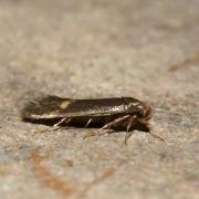 Borkhausenia minutella (Linnaeus, 1758)