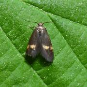 Borkhausenia minutella (Linnaeus, 1758) 