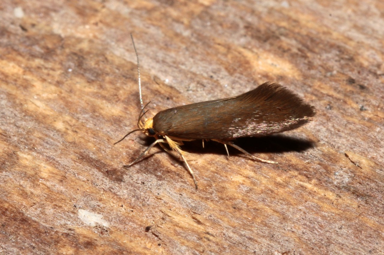  Crassa unitella (Hübner, 1796)