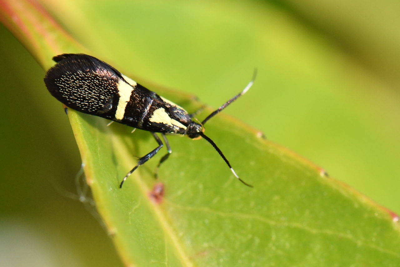 Dasycera oliviella (Fabricius, 1794) - Dasycère d'Olivier