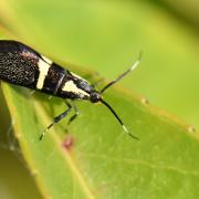 Dasycera oliviella (Fabricius, 1794) - Dasycère d'Olivier