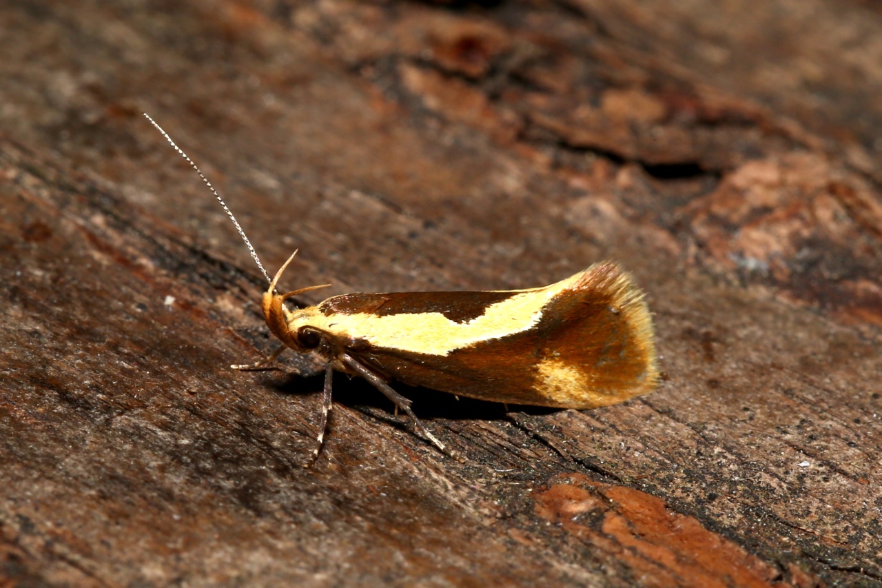 Harpella forficella (Scopoli, 1763) - Oecophore tranchée