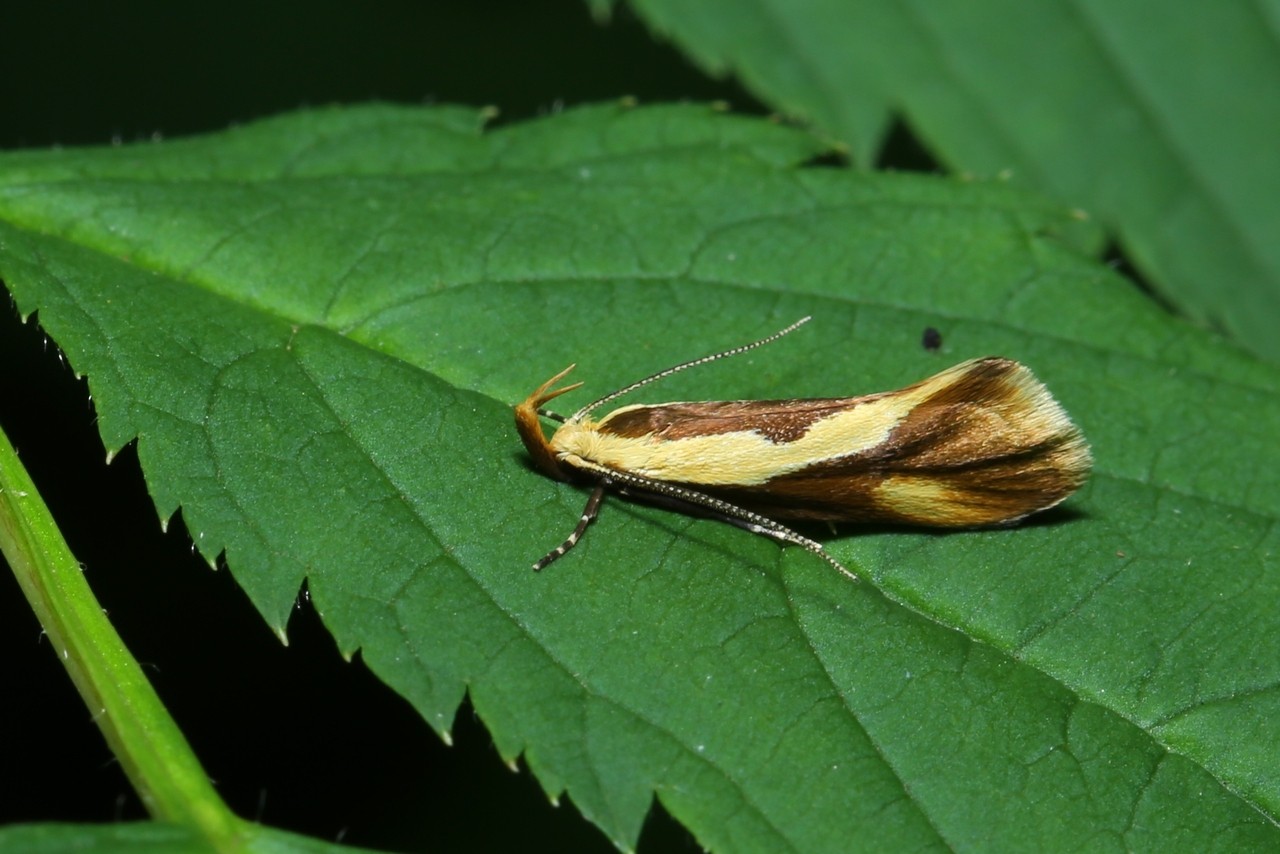 Harpella forficella (Scopoli, 1763) - Oecophore tranchée