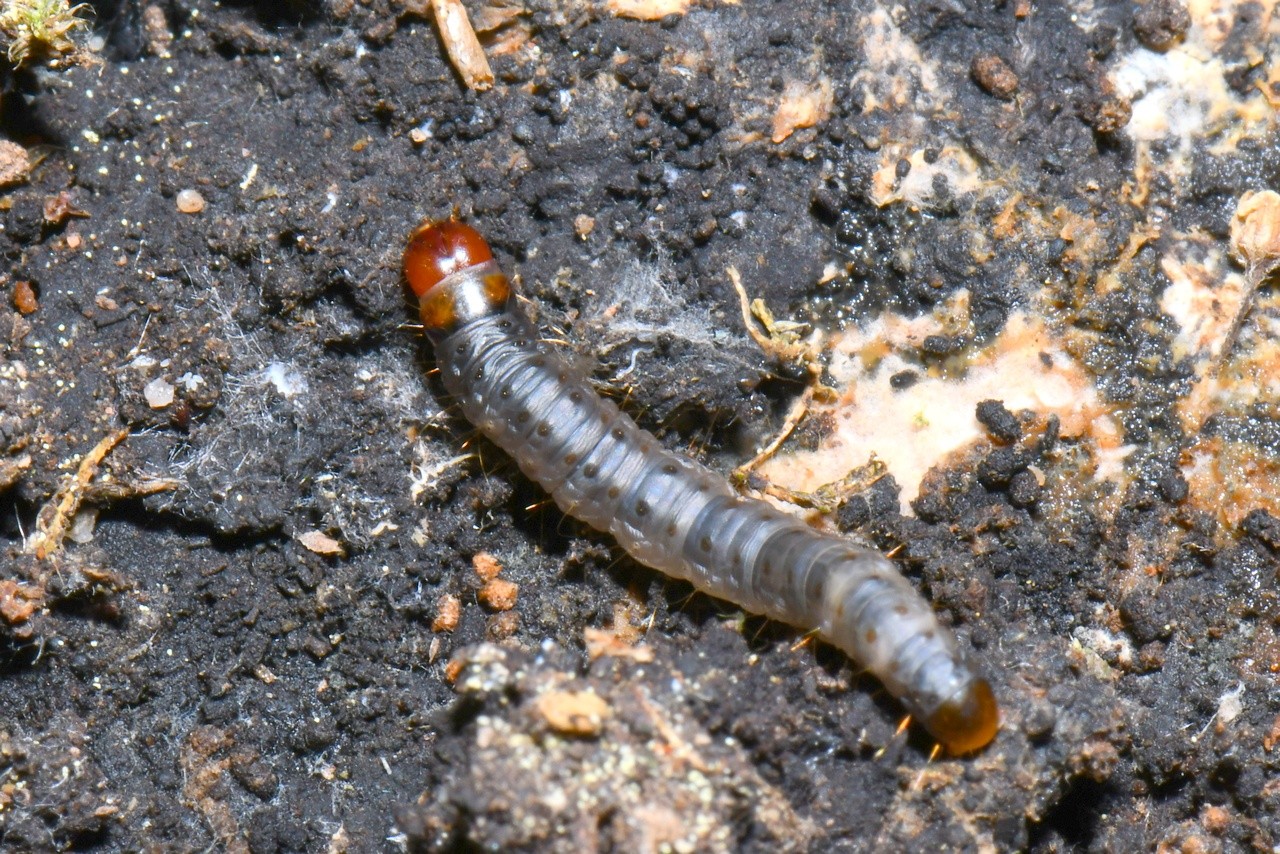 Harpella forficella (Scopoli, 1763) - Oecophore tranchée (chenille)