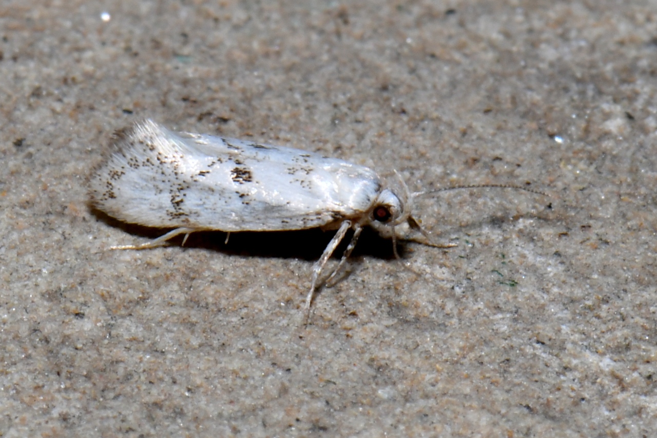 Herrichia excelsella Staudinger, 1871