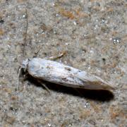 Herrichia excelsella Staudinger, 1871 