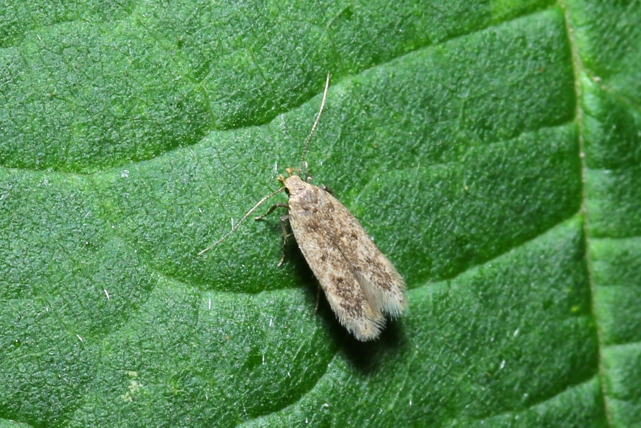 Bryotropha senectella (Zeller, 1839)