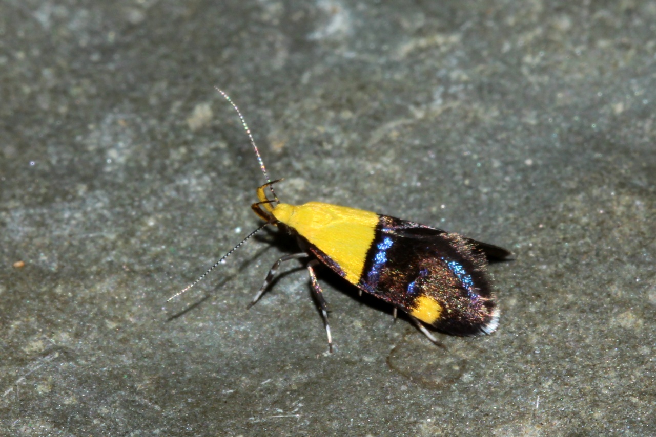 Oecophora bractella (Linnaeus, 1758) - Lampros interrompu