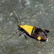 Oecophora bractella (Linnaeus, 1758) - Lampros interrompu