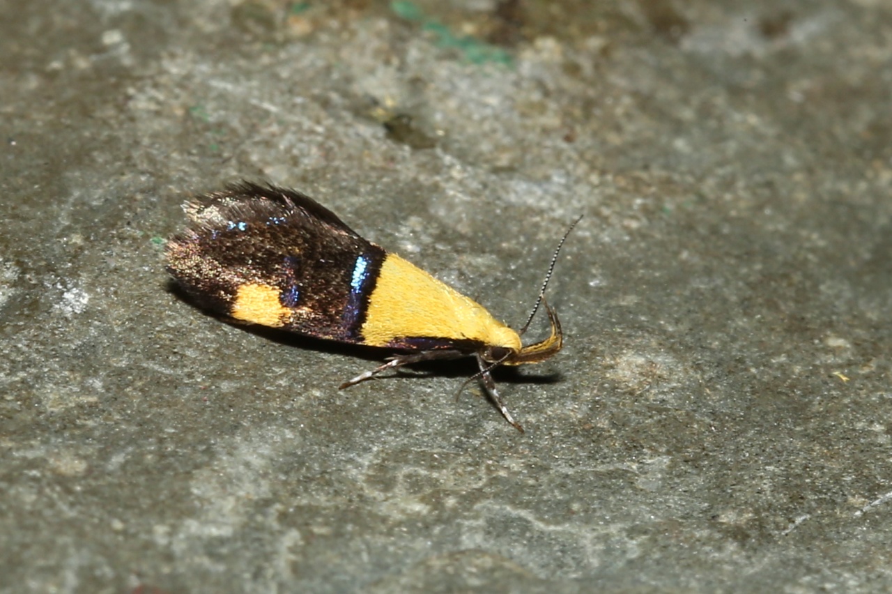 Oecophora bractella (Linnaeus, 1758) - Lampros interrompu