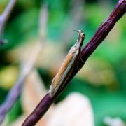 Pleurota aristella (Linnaeus, 1767) - Pleurote corniculée