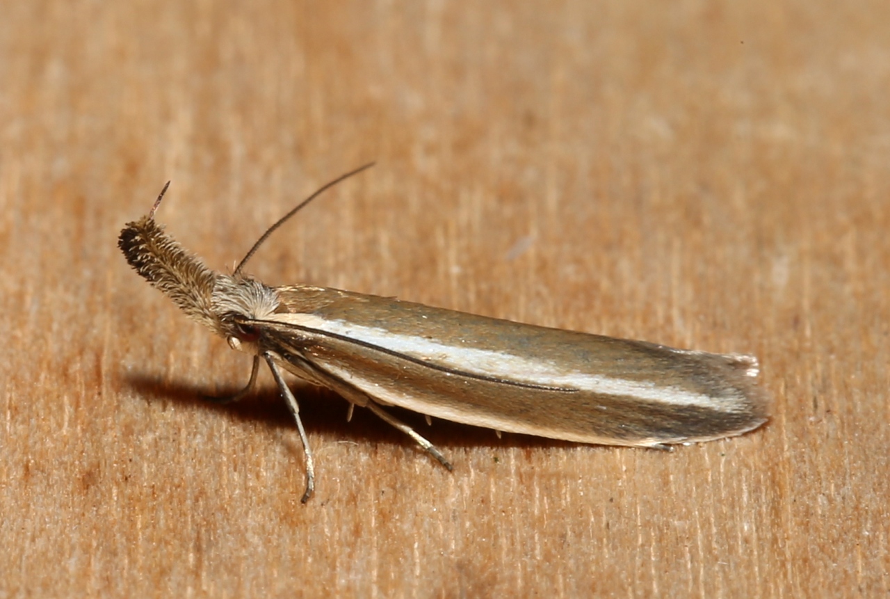 Pleurota aristella (Linnaeus, 1767) - Pleurote corniculée